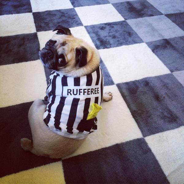 /images/uploads/pug nation rescue of los angeles/2018pugnation/entries/6120thumb.jpg